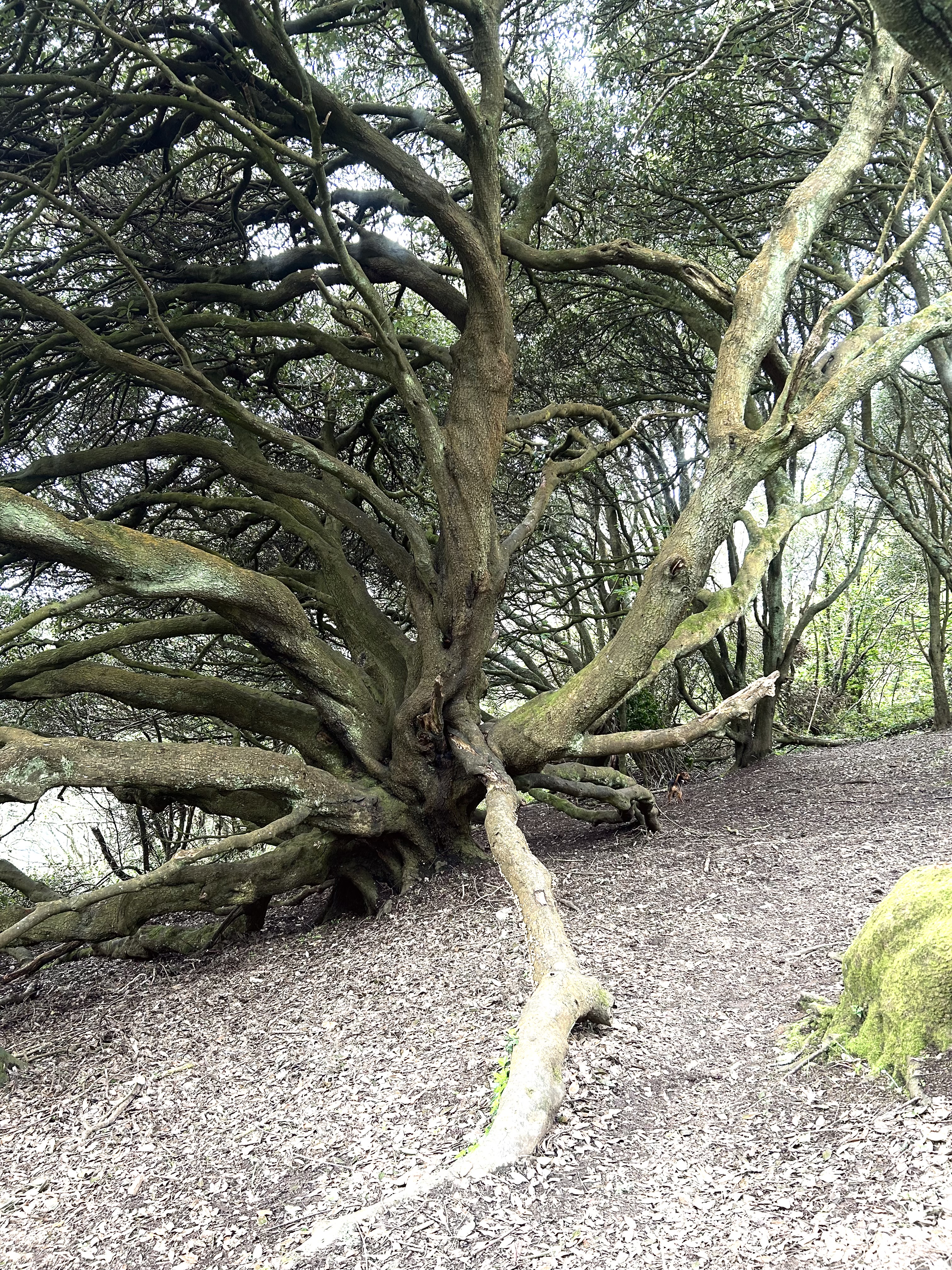Walking therapy in nature